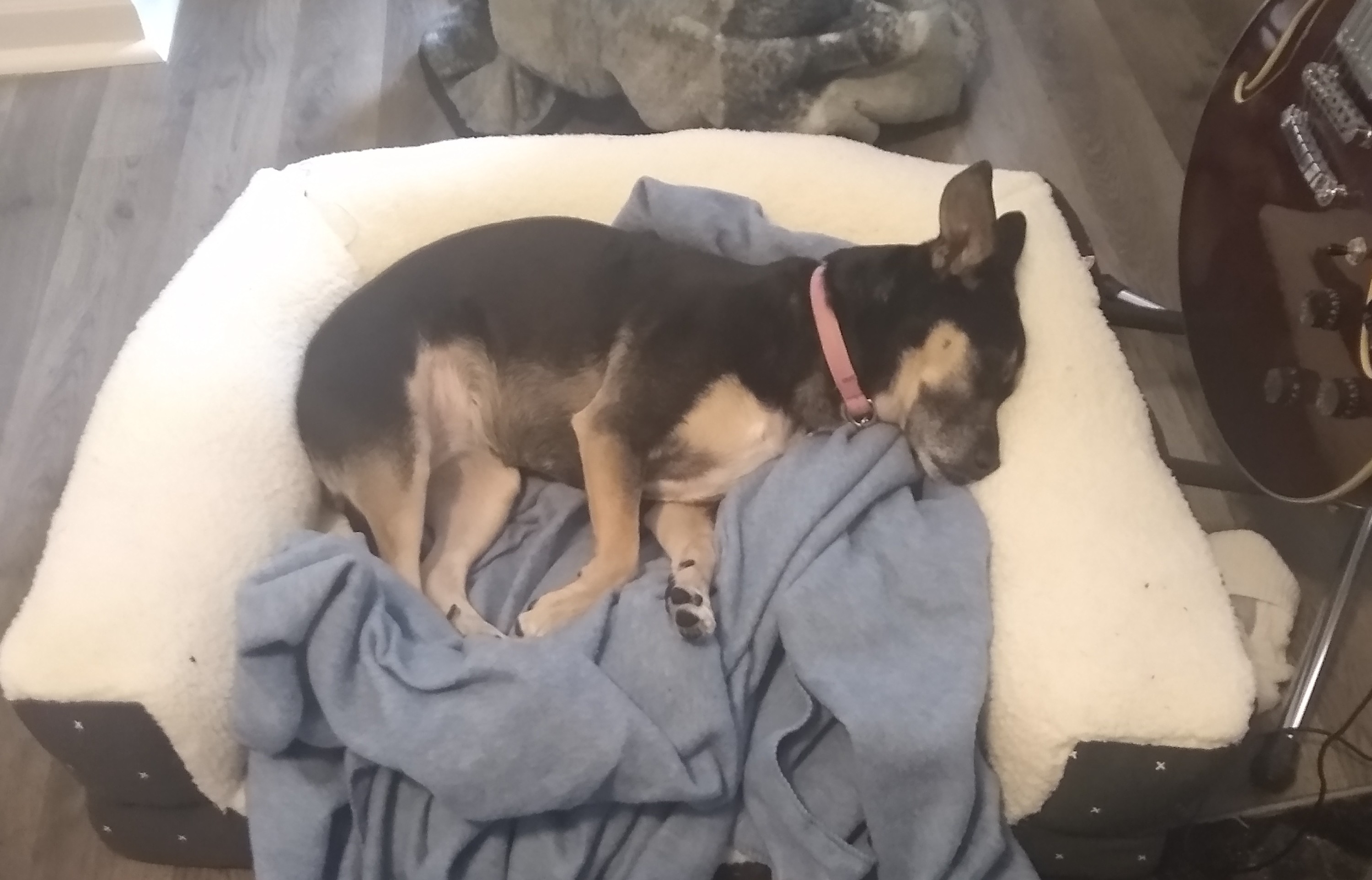 Sadie sitting in chair