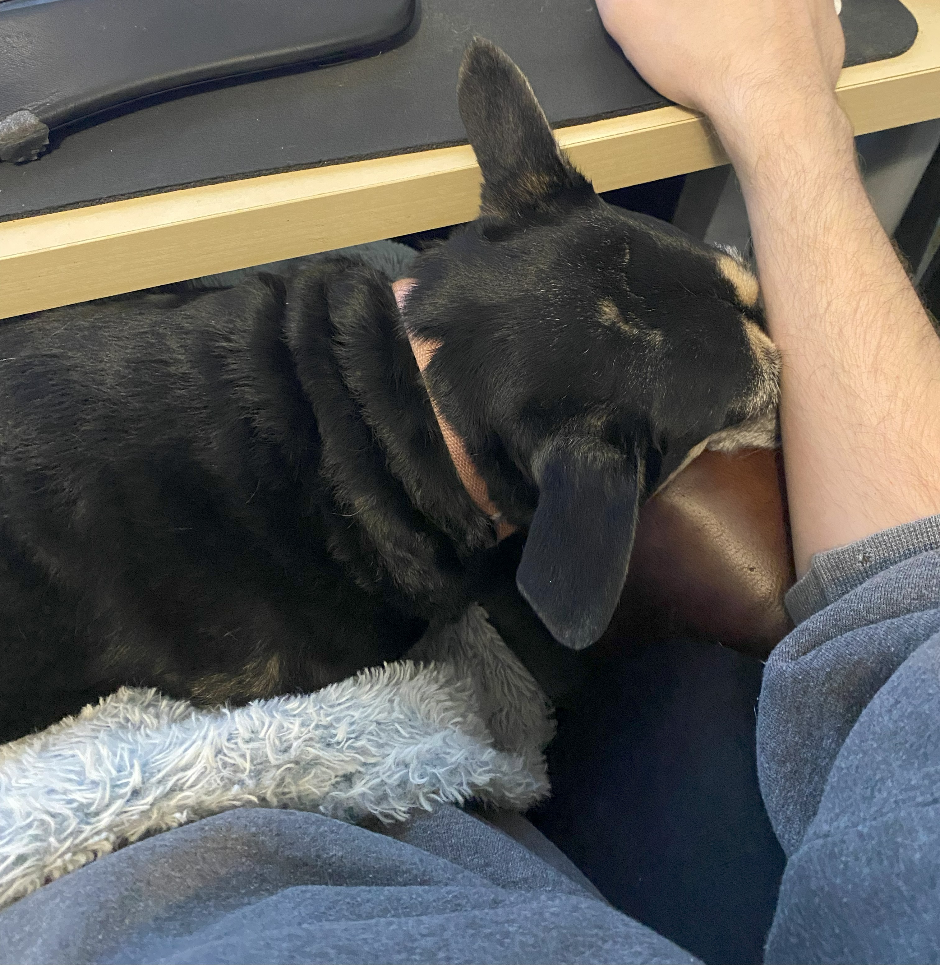 Sadie laying down